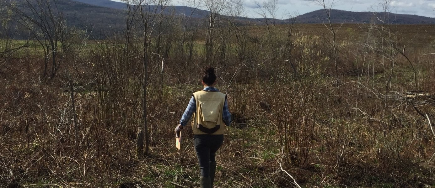 Wetland Delineation Permits